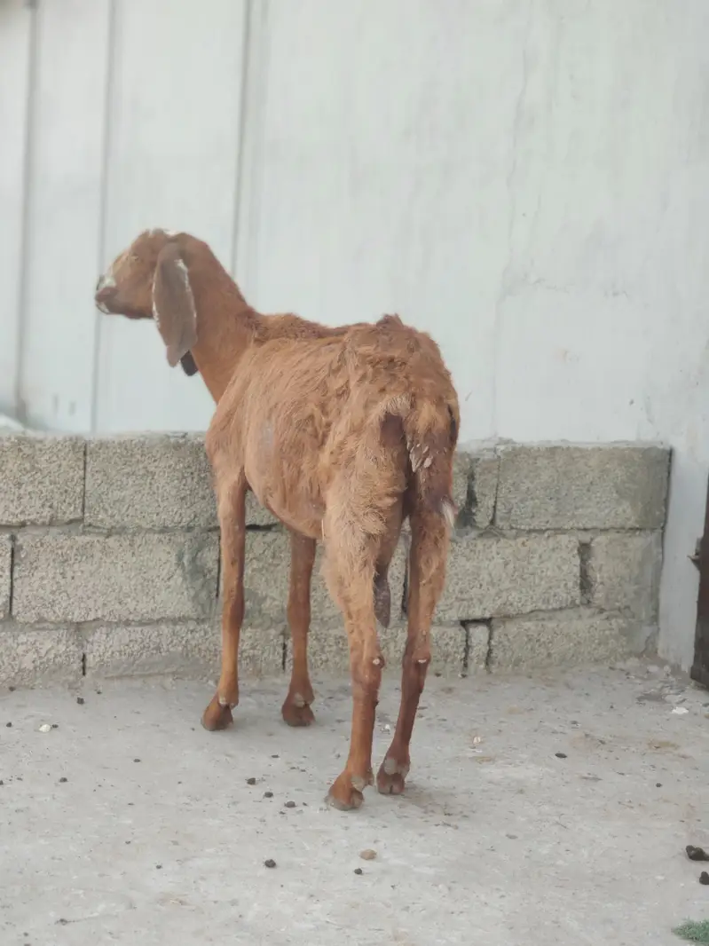 Bakri For Sale | Goat For Sale | Gaban Bakri For Sale — photo 3