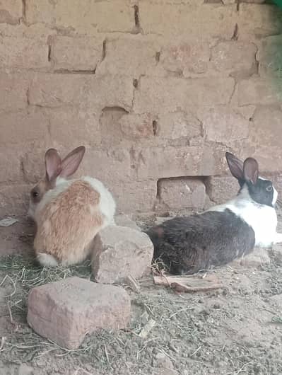1 pair rabbits