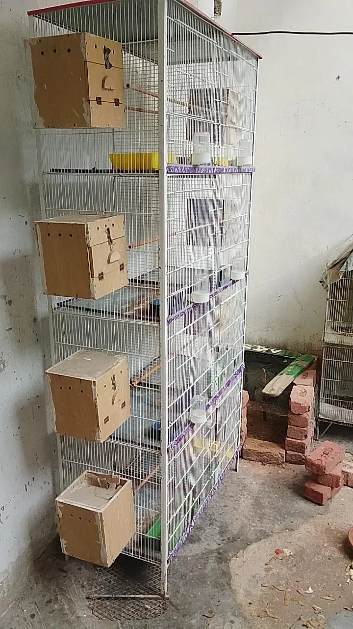 cage for sale with free murgiyan — photo 3