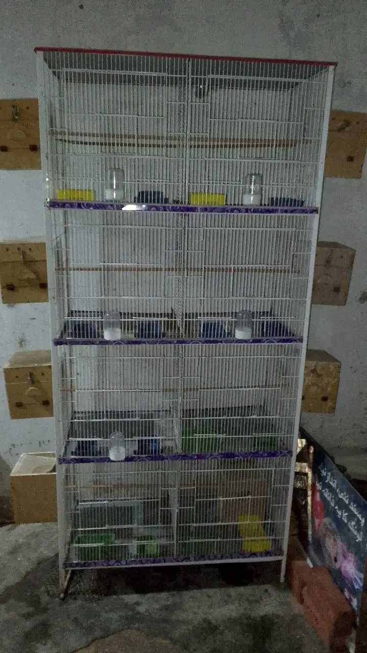cage for sale with free murgiyan — photo 4