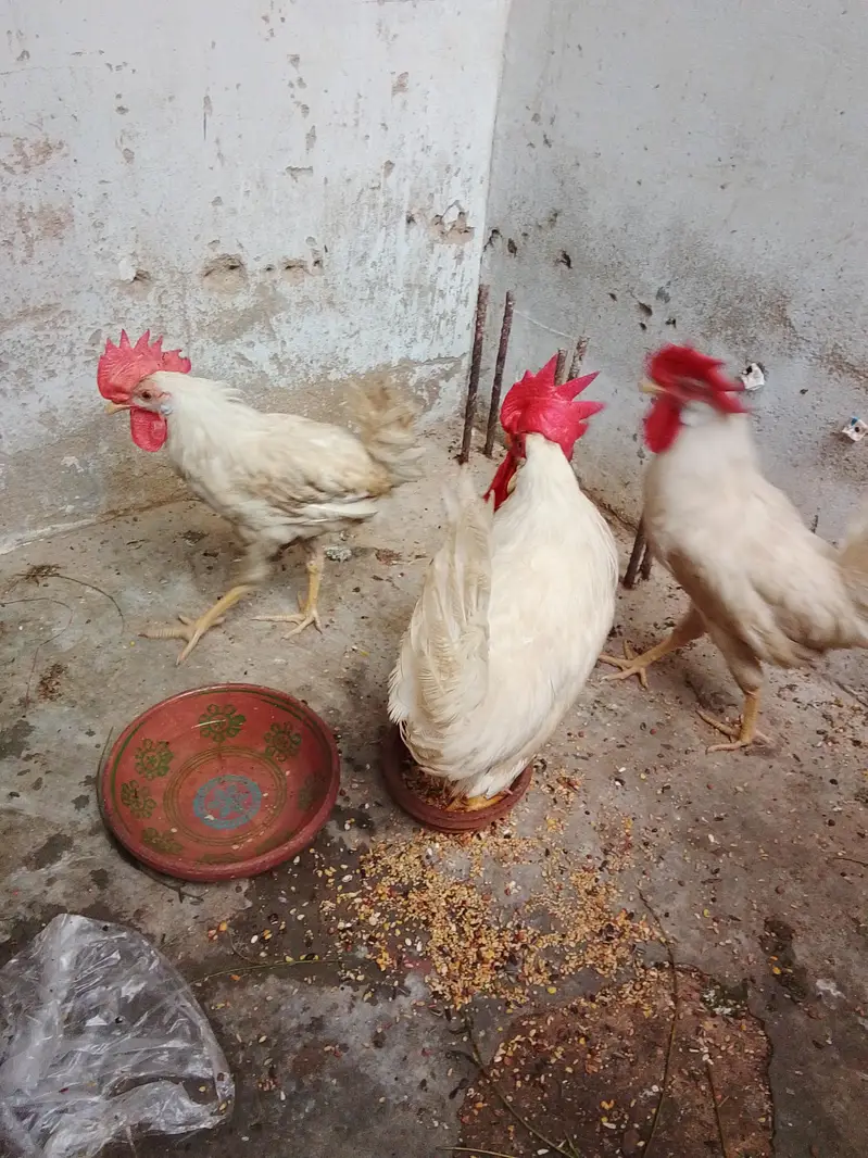 cage for sale with free murgiyan — photo 5