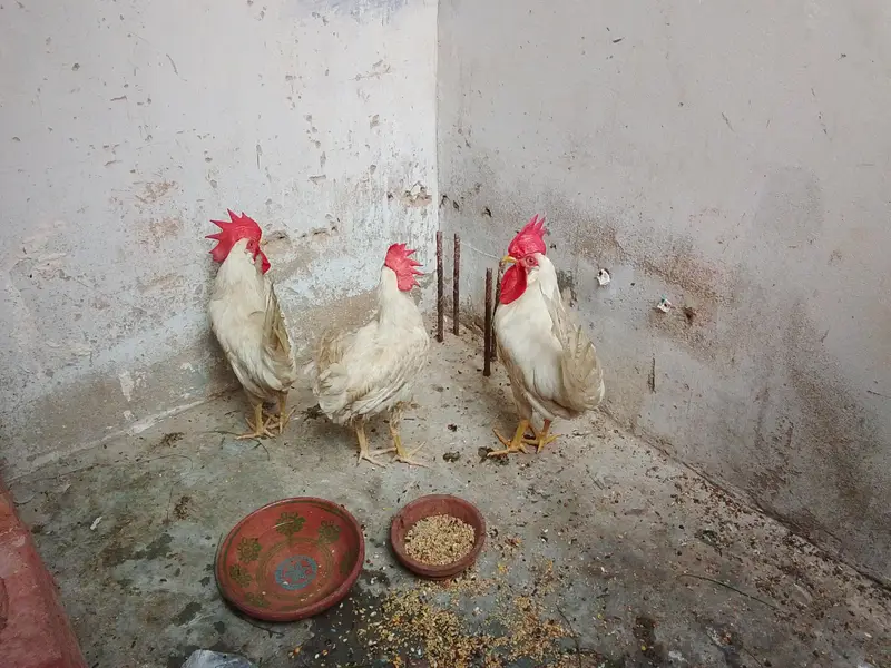 cage for sale with free murgiyan — photo 6