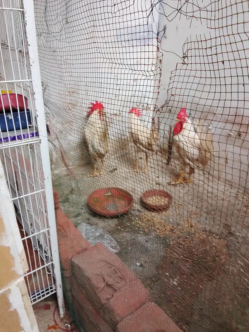 cage for sale with free murgiyan — photo 7
