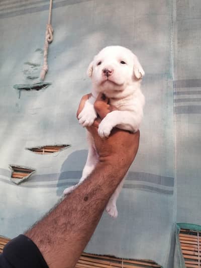 Bull dog puppy