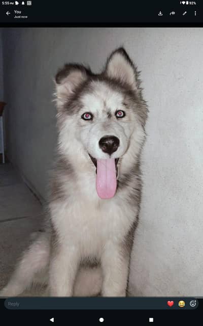 husky puppy