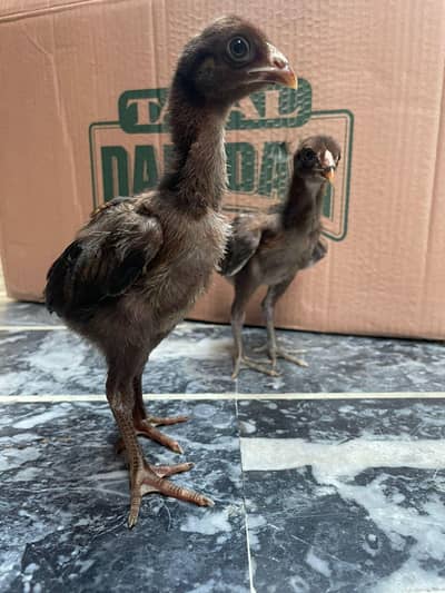 shamo cross and Heera chicks also available