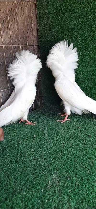 White jacobin Chicks