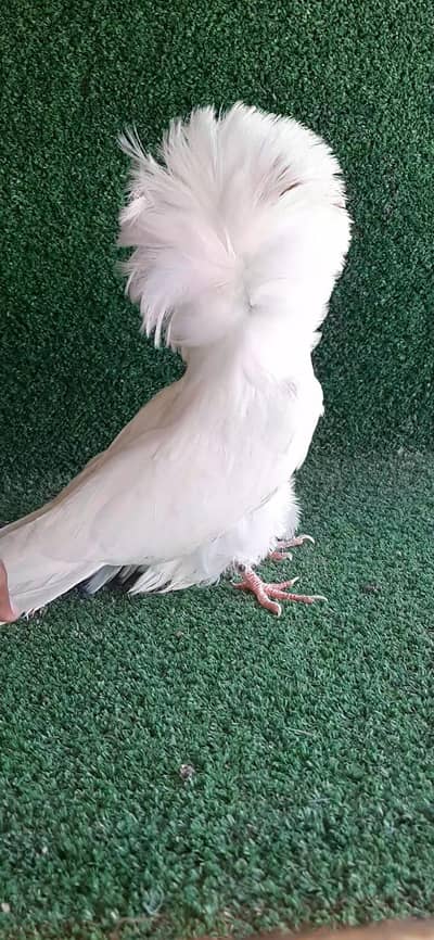 White jacobin 2kali chick