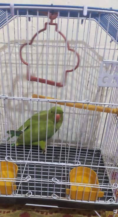 Green parrot for sale with cage