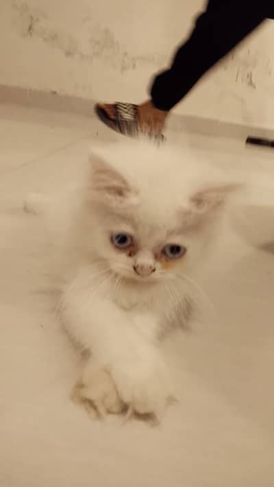 Persian kittens