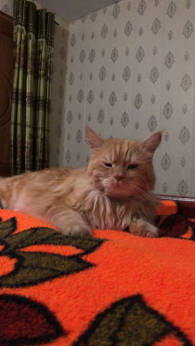 Persian cat