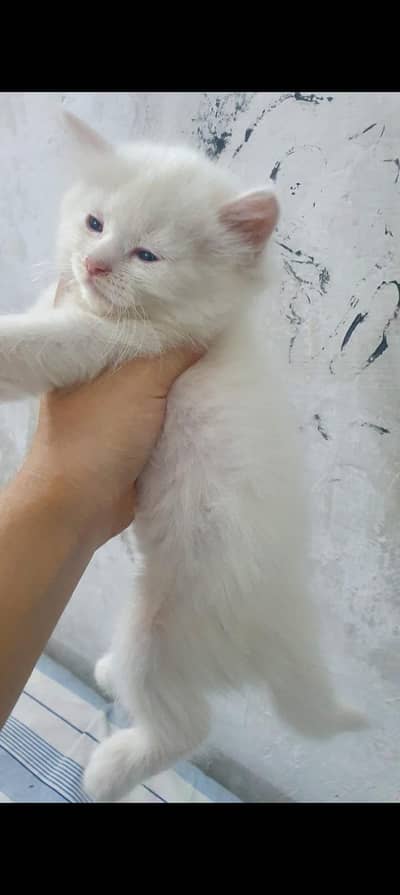 triple coated little trained healthy and active
