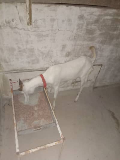 Bakra