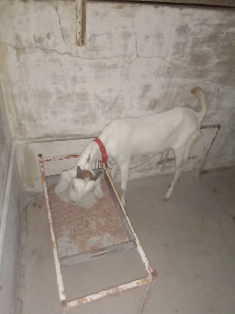 Bakra 1