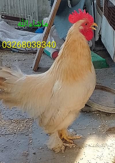 Bantam Male/Cock