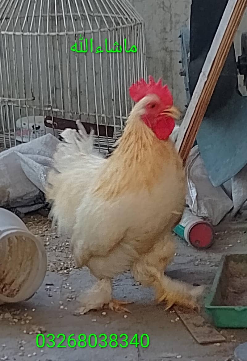 Bantam Male/Cock 1
