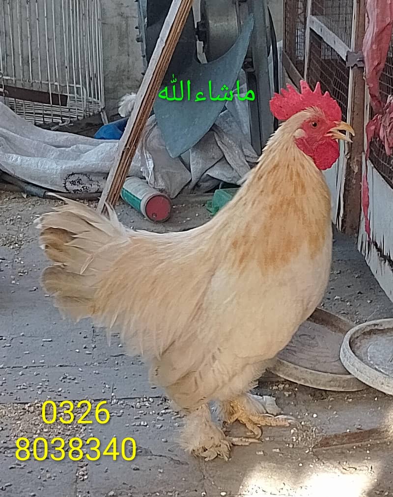 Bantam Male/Cock 2