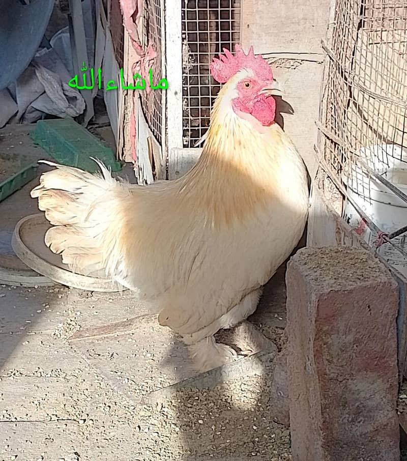 Bantam Male/Cock 3