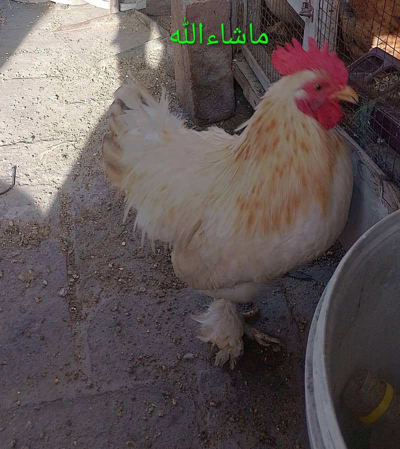 Bantam Male/Cock 4