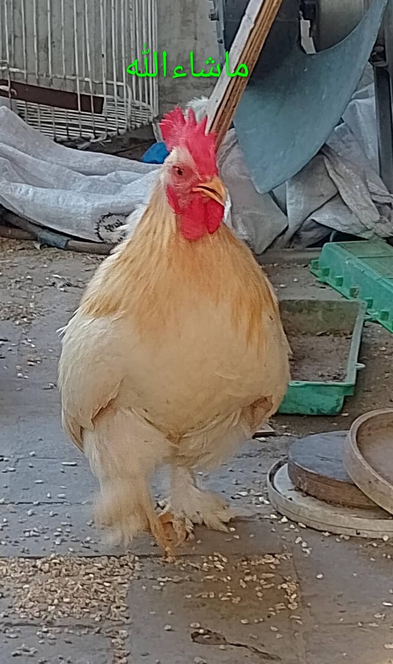 Bantam Male/Cock 5