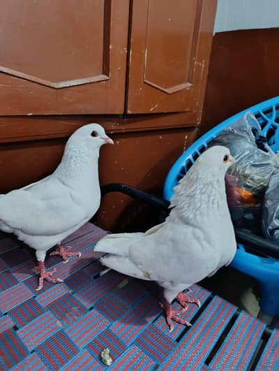 white king pigeon aseel mianwali
