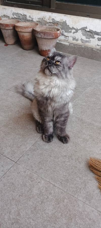 Persian cats tripple coated available for sale