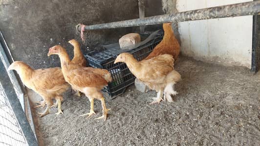 heavy buff chicks