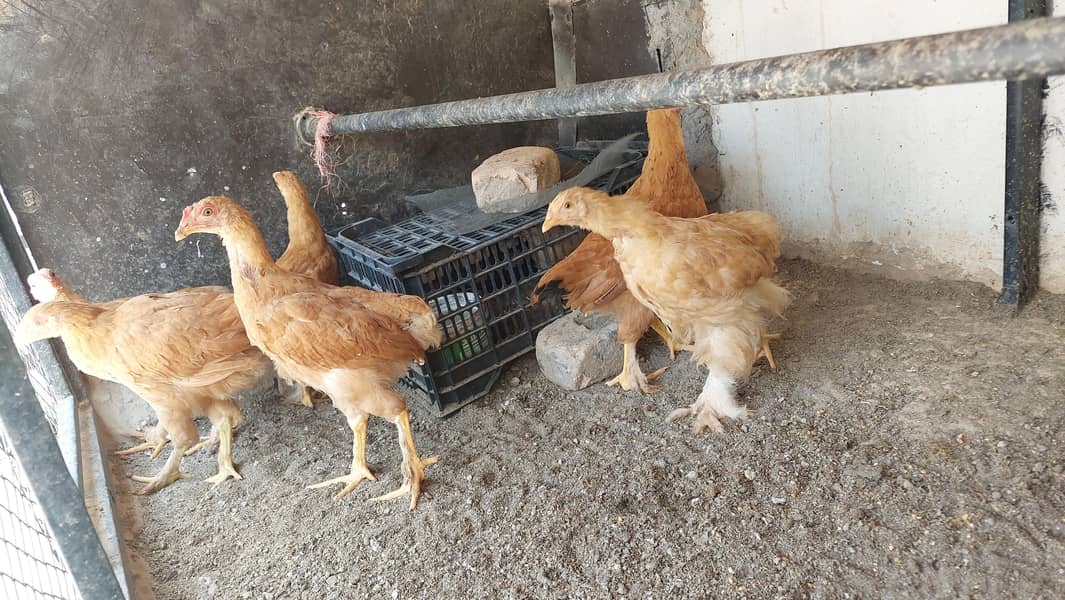 heavy buff chicks 1
