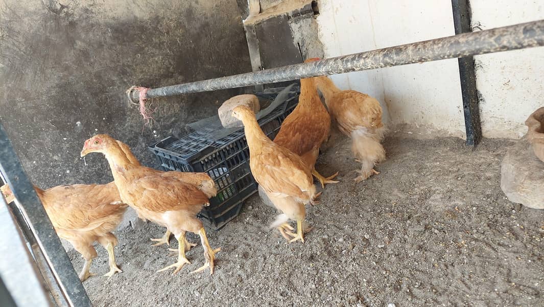 heavy buff chicks 2