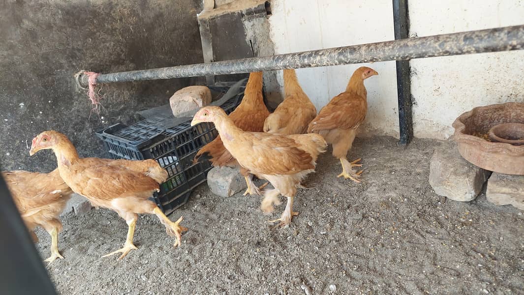 heavy buff chicks 3