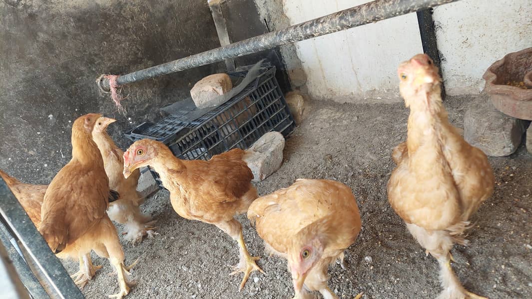 heavy buff chicks 4