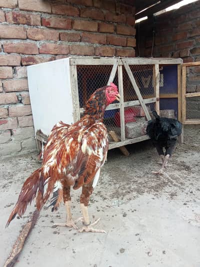 kanah assel patha bohat he hight quality ka ha