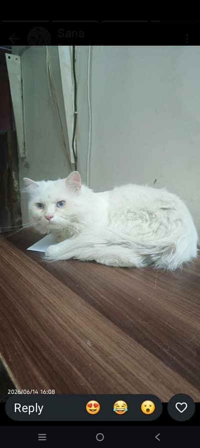 male cat