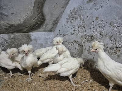 White Polish chicks | White polish chuzy | fancy chicks | fancy birds