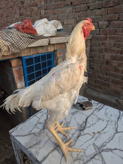 pure aseel shamo male |king size white shamo |white shamo breeder