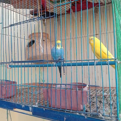 parrot for sale