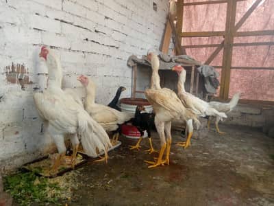German Shamo Hen