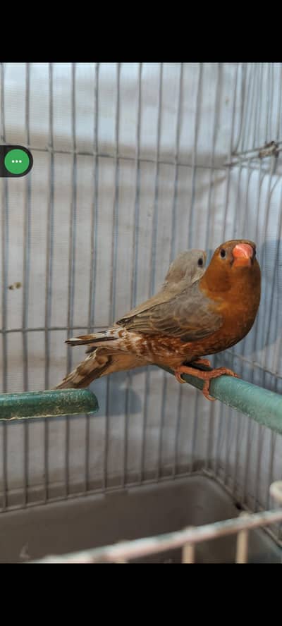 Full orange finches, half orange finches, orange finches