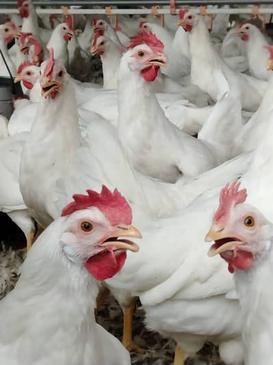 White layer hens for sale