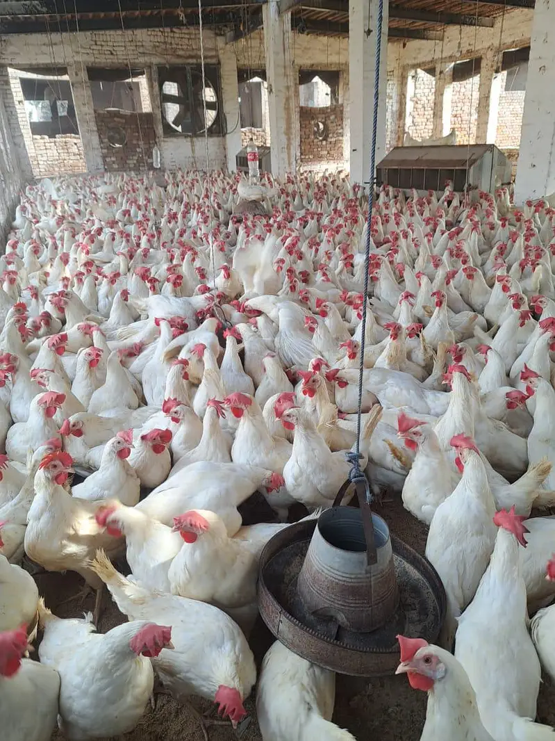 White layer hens for sale — photo 2