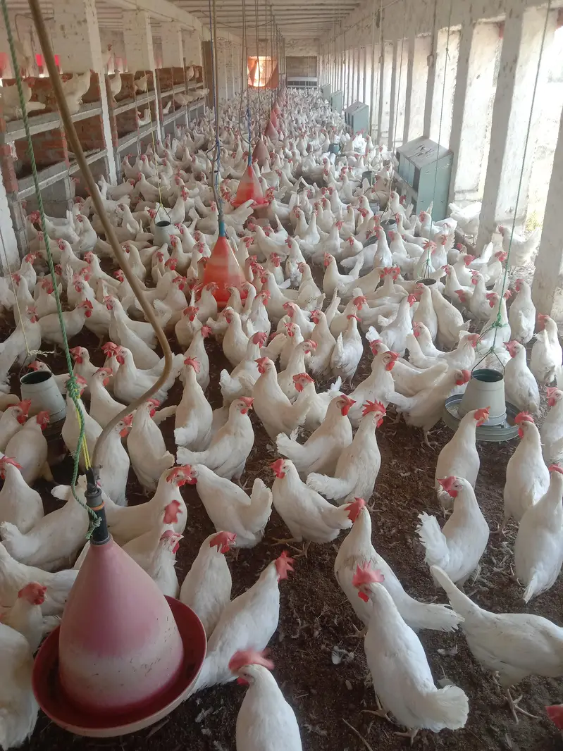 White layer hens for sale — photo 3