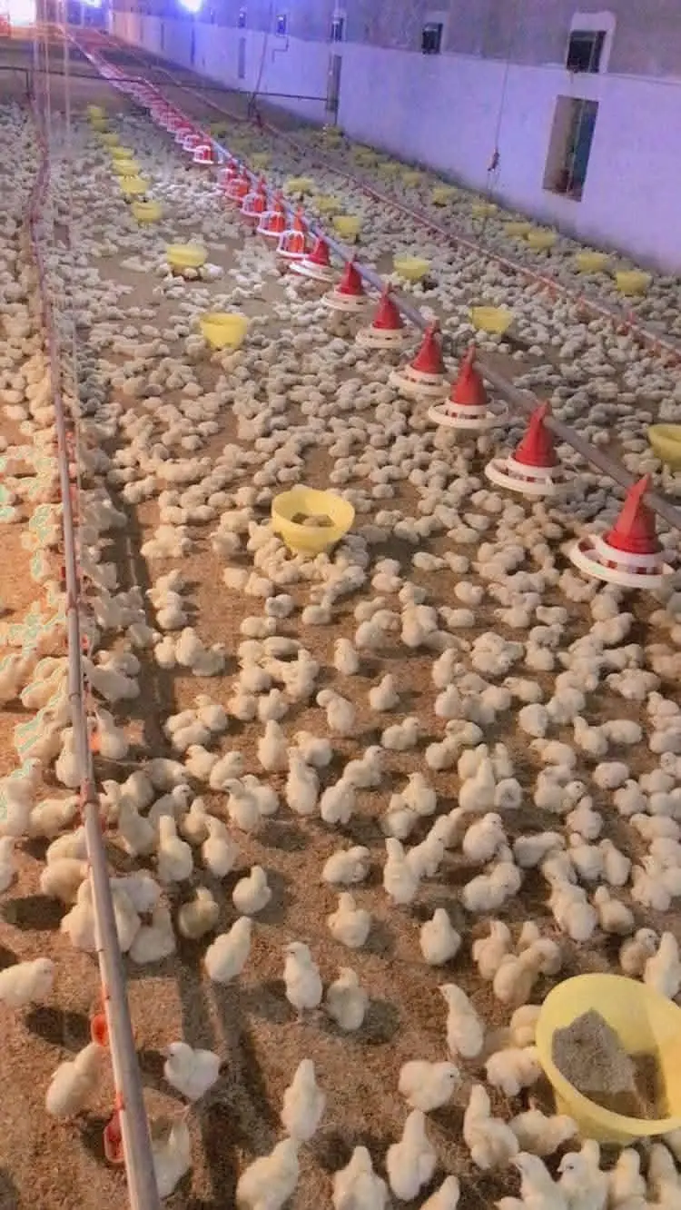 White layer hens for sale — photo 4