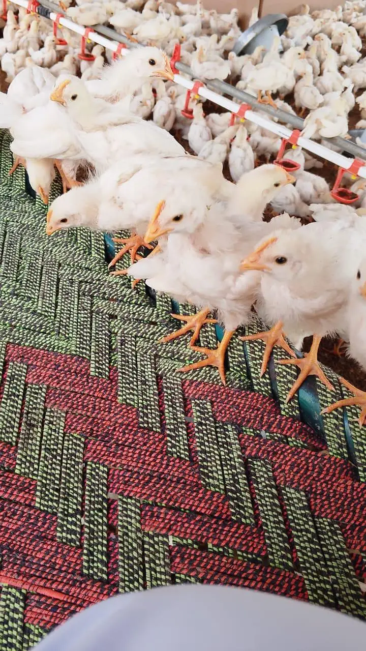 White layer hens for sale — photo 5