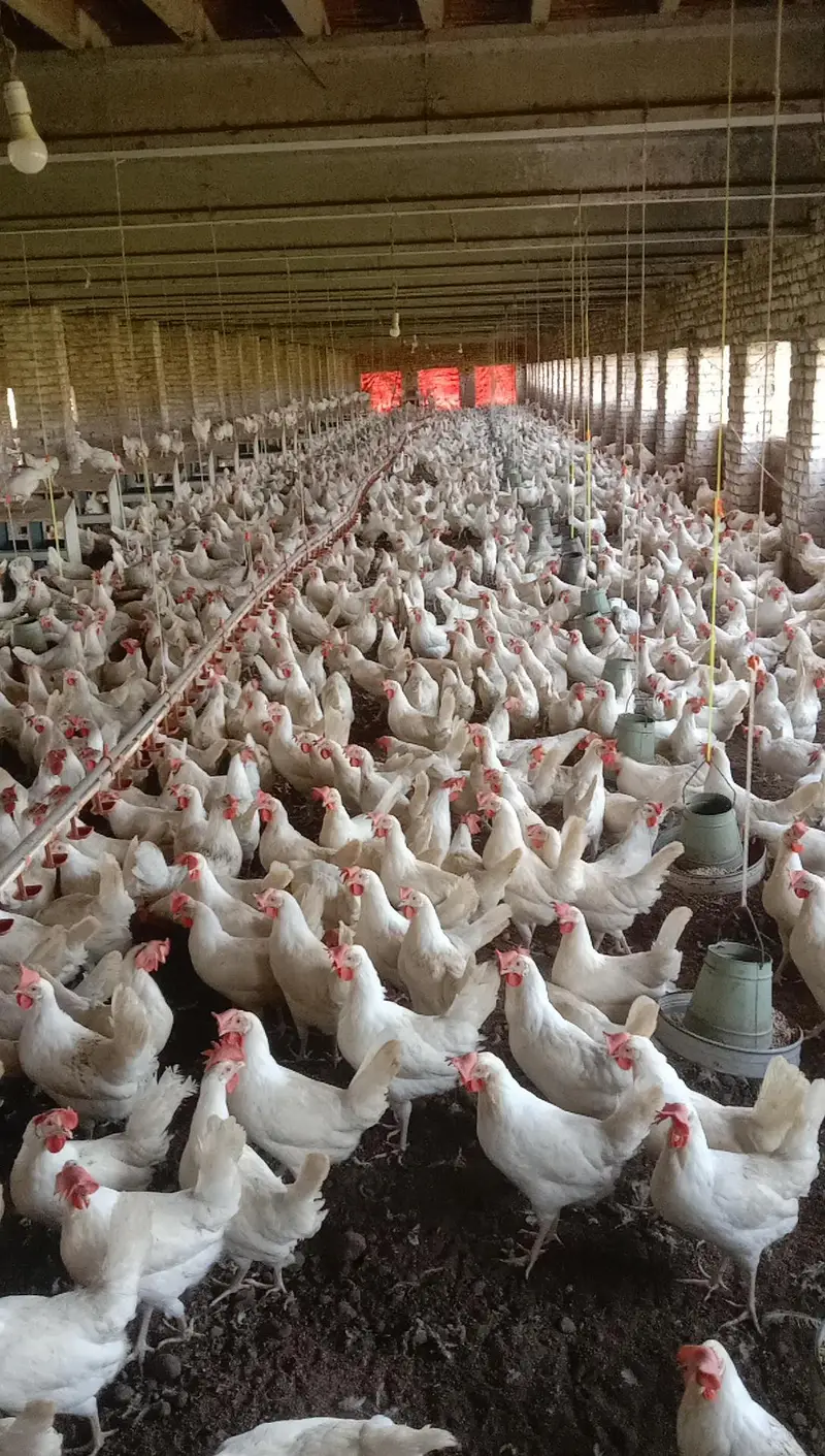 White layer hens for sale — photo 6