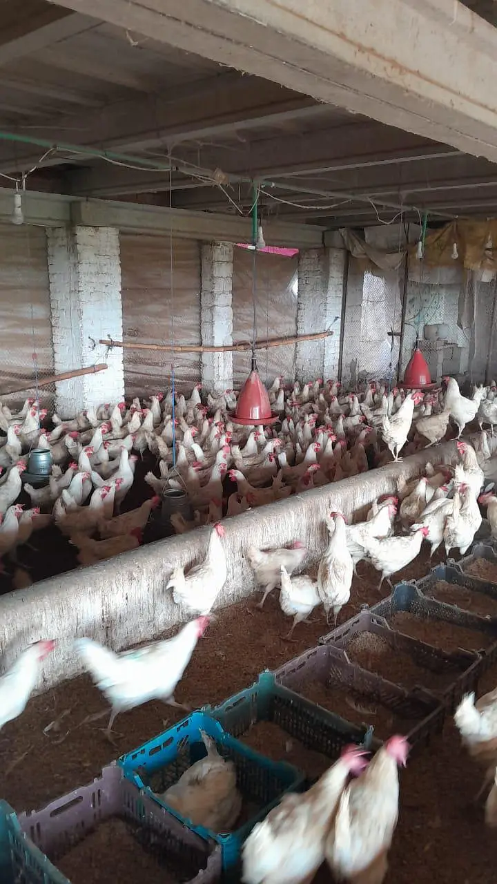 White layer hens for sale — photo 8