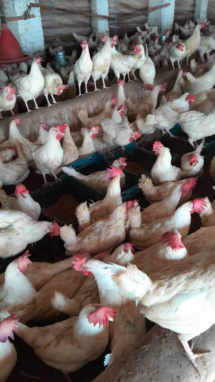 White layer hens for sale — photo 9