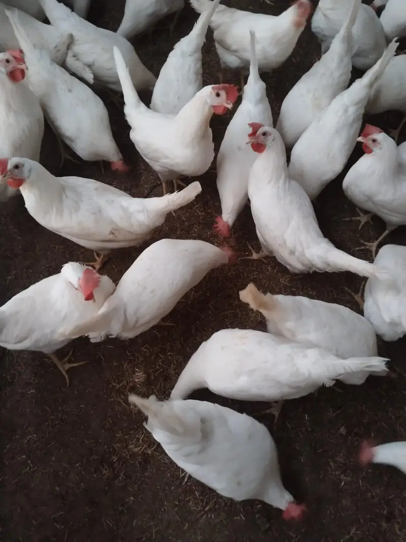 White layer hens for sale — photo 10