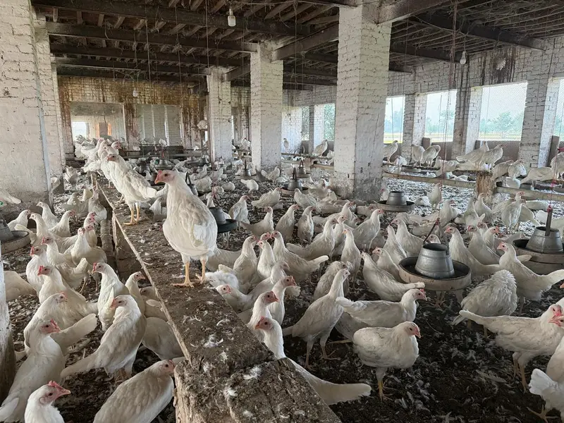 White layer hens for sale — photo 11