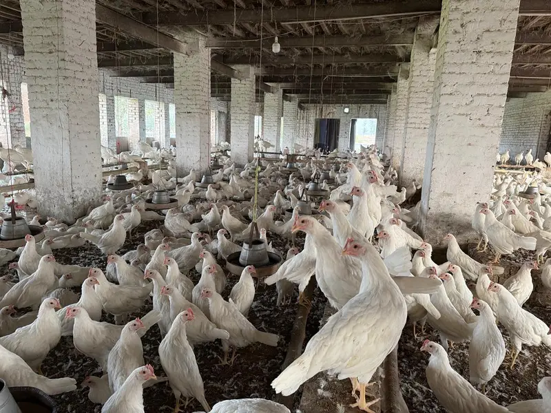White layer hens for sale — photo 12