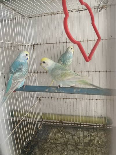 Rainbow pathay and breeder pairs
